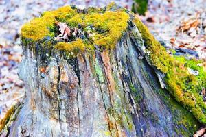 old stump on whitch green moss grows photo