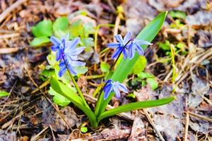 Beautiful blue spring flowers close-up photo