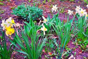 bundle of white-yellow Daffodils photo