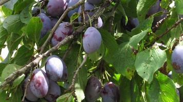 plums on the tree photo