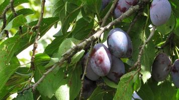 plums on the tree photo