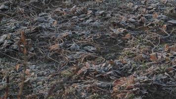 the field. The field is ready for agricultural work. Black soil. Farm field photo