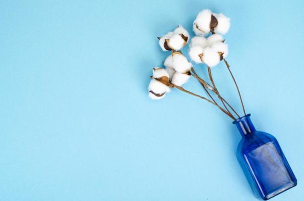 Cotton Flower Stock Photos, Images and Backgrounds for Free Download