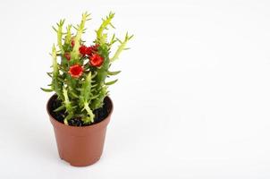 Small green flowering succulent bush in pot. Studio Photo