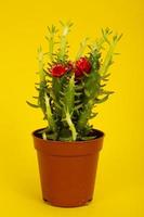 Small green flowering succulent bush in pot. Studio Photo