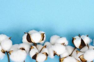 delicadas flores blancas de algodón esponjoso sobre fondo de papel azul pastel, vista superior. fibra orgánica natural, materias primas para la fabricación de telas. foto de estudio