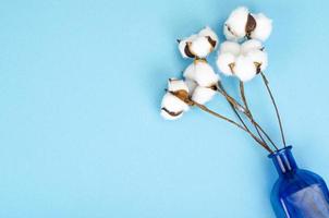 delicadas flores blancas de algodón esponjoso sobre fondo de papel azul pastel, vista superior. fibra orgánica natural, materias primas para la fabricación de telas. foto de estudio