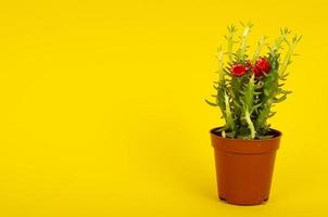 pequeño arbusto suculento de flores verdes en maceta. foto de estudio