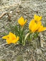 First spring flowers crocuses on still frozen ground. Studio Photo