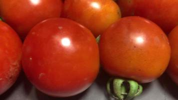 un puñado de tomates frescos. video
