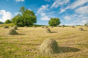 Cutting grass in agriculture photo