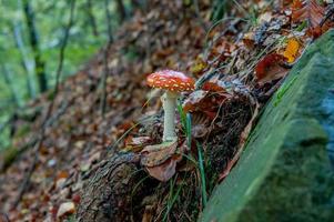 Poisonous in mushrooms photo