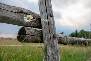 Daisies with fence in open countryside photo