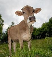 Cow grazing in the mountain pasture photo