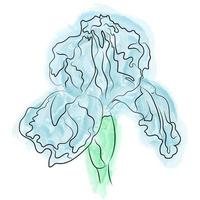 Watercolor flower Iris. Vector illustration. Isolated Iris