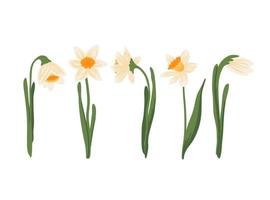 Vector set of yellow daffodils or Narcissus on white background. Hand drawn Botanical illustration. Early Spring potted garden flower blooming bulbous plant with root. Floral Collection in flat style