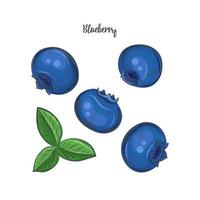 Blueberry sketch vector illustration.