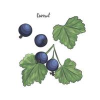 Currant berries sketch vector illustration.