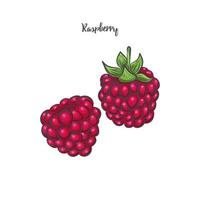 Raspberry sketch vector illustration.