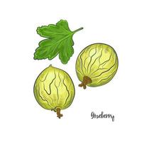 Gooseberry sketch vector illustration.