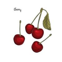 Cherry sketch vector illustration.