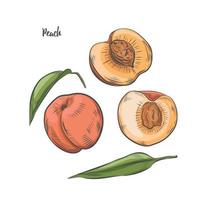 Peach fruit sketch vector illustration.