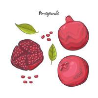 Pomegranate fruit sketch vector illustration.