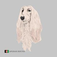 Afghan hound portrait isolated. vector