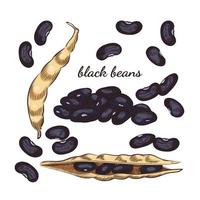 Black beans hand drawn sketch on white background. vector