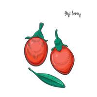 Goji berry sketch vector illustration.