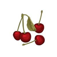 Cherry sketch vector illustration.