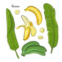 Banana fruit sketch vector illustration.