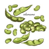 frijoles edamame y vainas aisladas sobre fondo blanco. vector