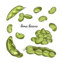 Lima beans hand drawn illustration. vector