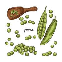 Peas hand drawn sketch on white background. vector