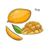 ilustración de vector de dibujo de fruta de mango.