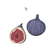 Ilustración de vector de dibujo de fruta de higos.