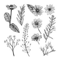 bosquejo dibujado a mano de plantas de helianthus y hierbas. vector