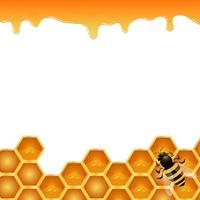 Honey background with bee and empty space for text vector