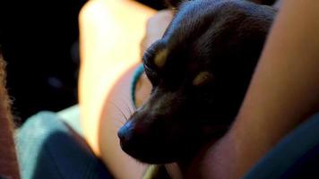 Russian toy terrier dog while tired sleeps in car Mexico. video