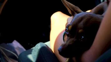 Russian toy terrier dog while tired sleeps in car Mexico. video