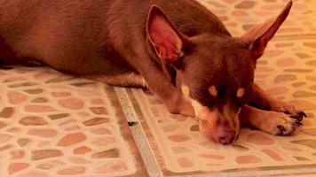 Russian toy terrier dog portrait while tired and sleeps Mexico. video