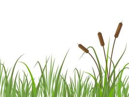 Nature background with reeds and grass. River landscape with plants. Flat vector illustration.