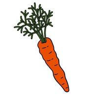 Cartoon doodle linear carrot with leaves isolated on white background. vector