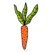Cartoon hand drawn doodle carrot with leaves isolated on white background.  Food or snack. vector