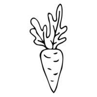 Cartoon doodle linear carrot with leaves isolated on white background. vector