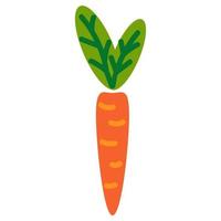 Orange carrot with green leaves in flat style isolated on white background. vector