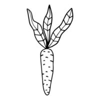 Cartoon hand drawn doodle carrot with leaves isolated on white background.  Food or snack. vector