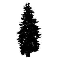 Spruce tree realistic silhouette isolated on white background. vector