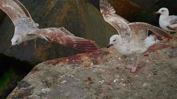 Seagulls standing on the beach on rocks video